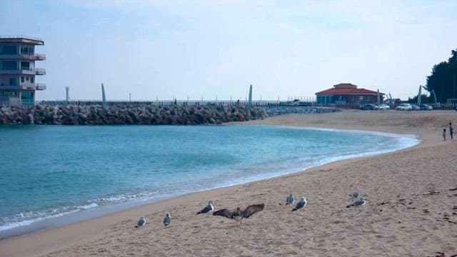 새들이 있는 해변가 풍경