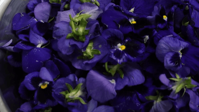 금속 그릇에 담긴 선명한 보라색 꽃