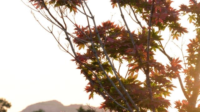 Sunset over the town with swaying foliage in the foreground