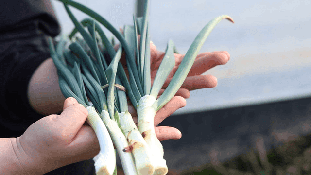 Hands holding fresh green onions