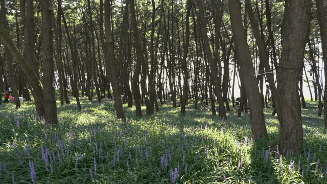 햇살이 비치는 고요한 숲