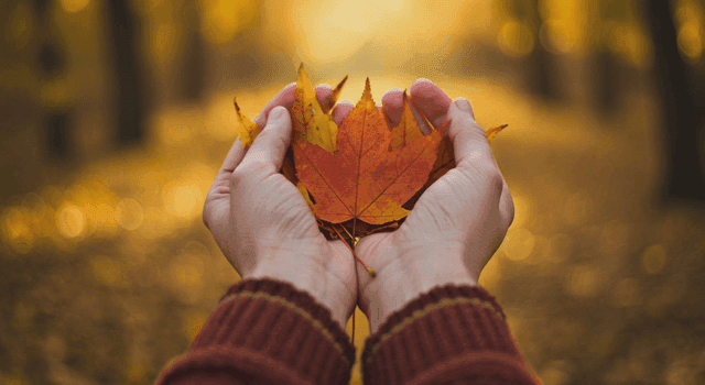 Maple leaves placed on both hands
