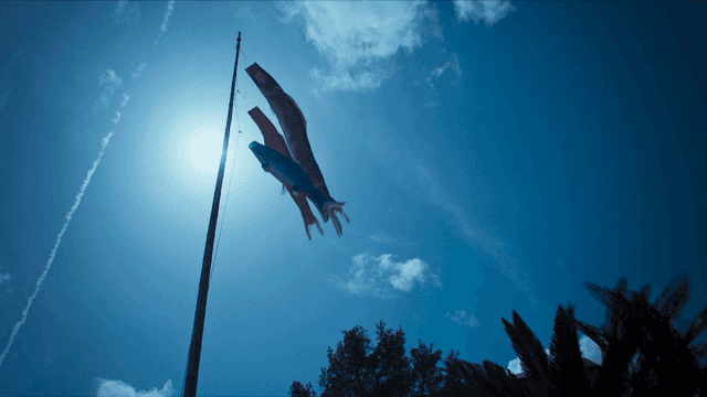 Fish-shaped Japanese flag fluttering under sun