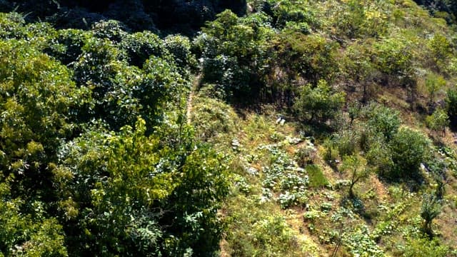 Scenery of a dense green forest road on a clear day