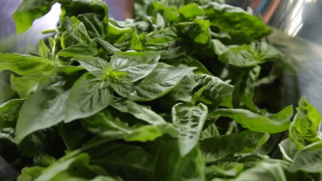 금속 그릇에 담긴 신선한 바질 잎