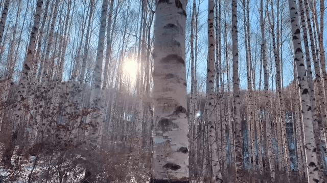 Sunlit snow-covered birch forest