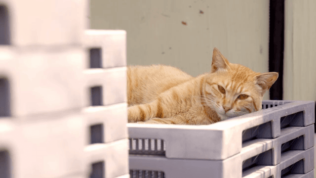A ginger cat resting on stacked crates