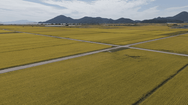 Wide rice fields with mountains visible in distance