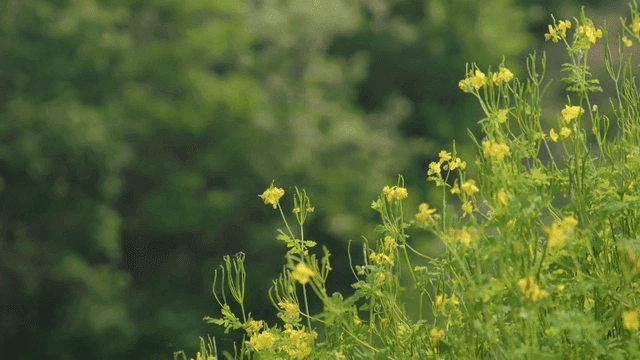 Yellow flowers blooming in a green forest