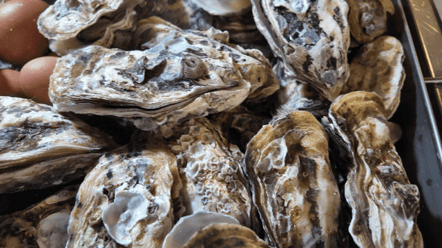 Fresh oysters and eggs in a tray