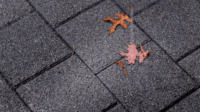 낙엽 위로 떨어지는 빗방울