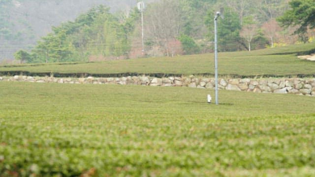 Large Green Tea Field at Midday