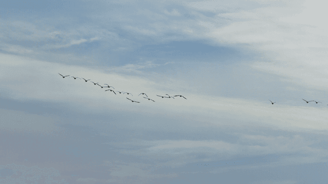 Flock of birds flying in the blue cloudy sky