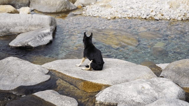 맑은 시냇가 바위에 앉아 있는 개