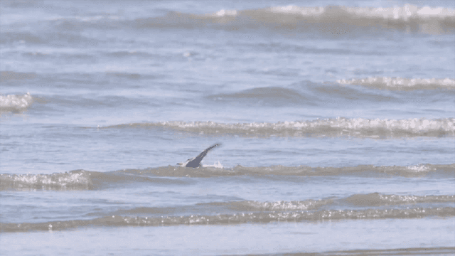Bird floating on gentle sea waves