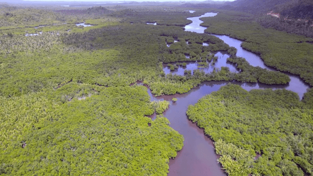Lush green forest with winding river