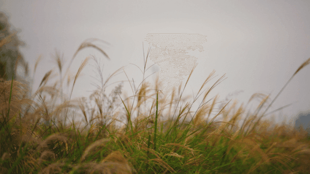 Tall autumn silver grass swaying gently in the wind