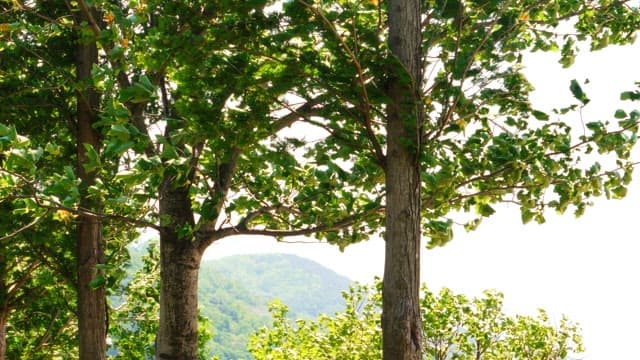 Green trees swaying in the wind on a clear day