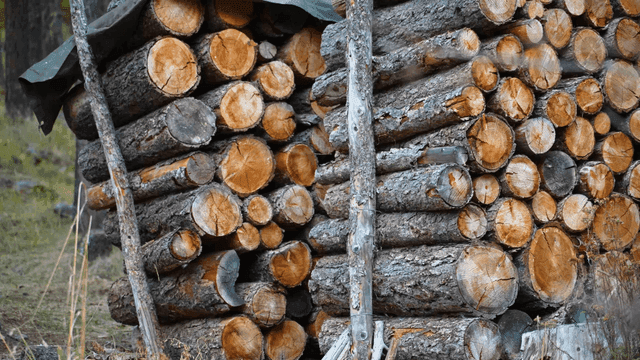 Stacked logs in a forest setting