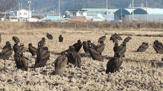 Flock of eagles in country fields