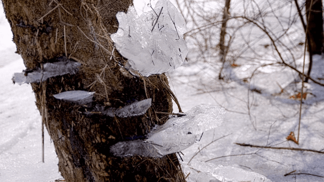 겨울 나무 줄기에 얼음 형성