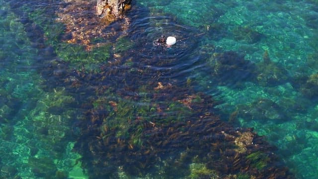 Diver exploring the clear ocean waters