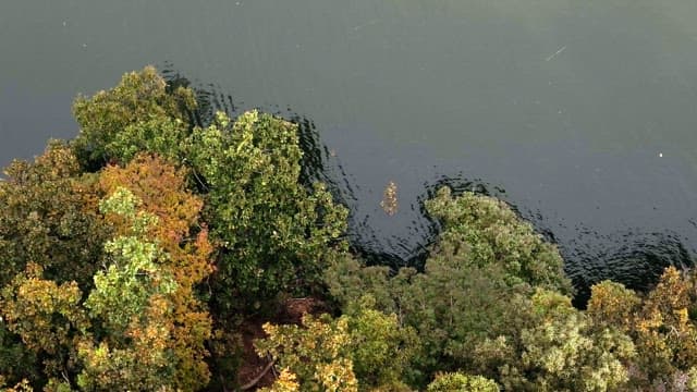 Lush green forest by a calm lake