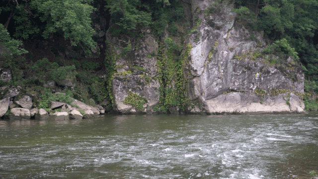 푸른 숲을 흐르는 고요한 강