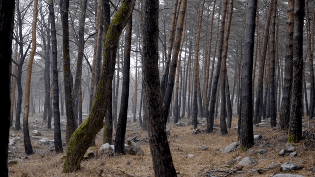 키 큰 나무가 있는 고요한 숲