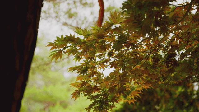 나뭇가지의 다채로운 잎들