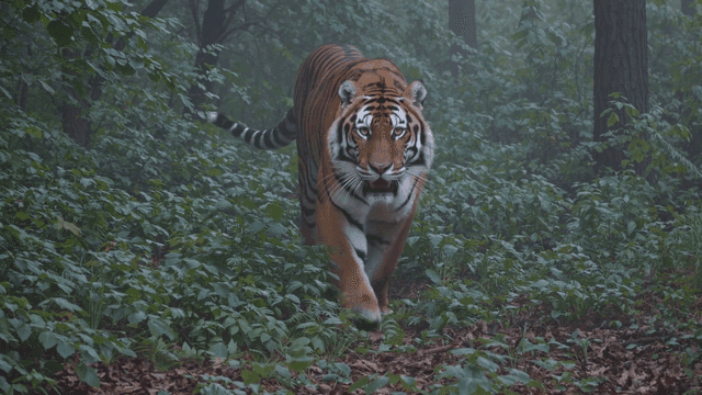 Tiger walking out of forest