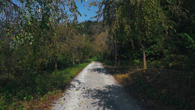 Serene path in a forest on a sunny day