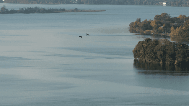 넓은 강 위를 나는 새들