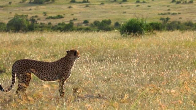 Cheetah and Cub in the Savanna Grasslands