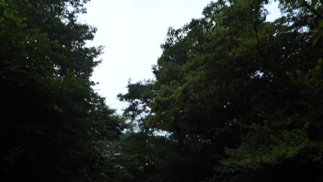 울창한 녹색 숲 사이로 흐르는 계곡의 시냇물