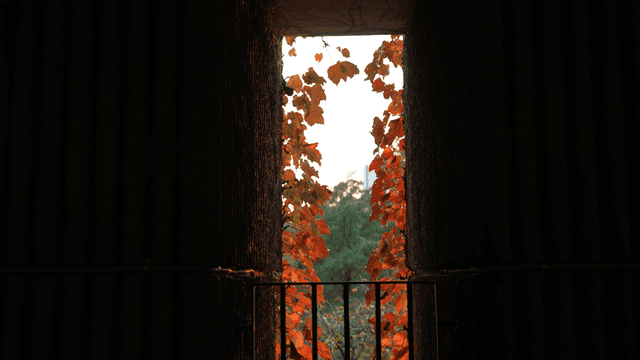 Autumn leaves through a window frame