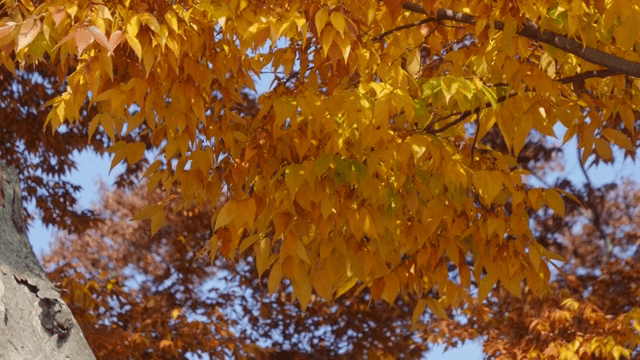 나뭇가지에 황금빛 가을 잎사귀