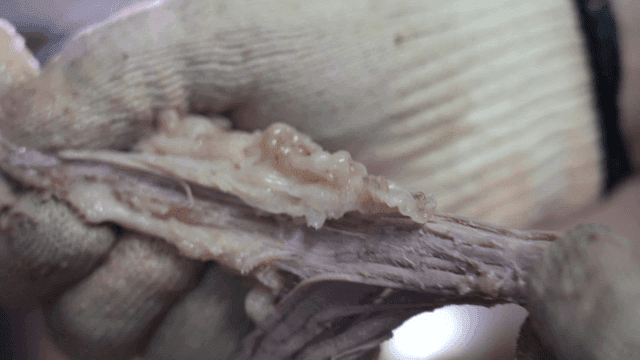 Shredding boiled beef brisket with gloved hands
