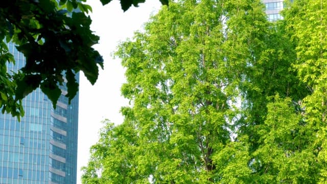 도시 건물을 배경으로 한 녹색 나무