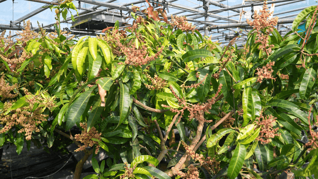 Mango trees growing in a greenhouse