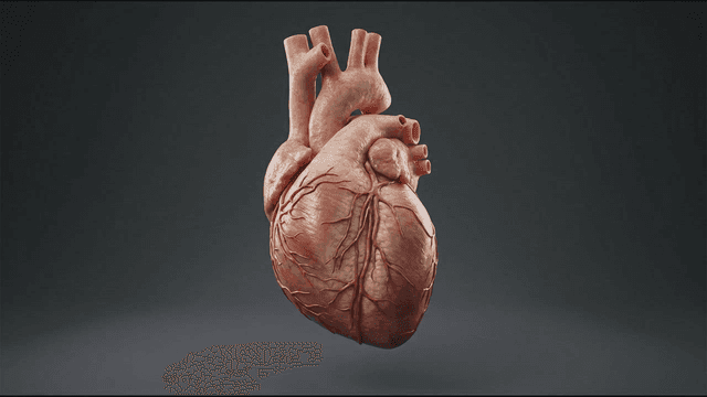 Beating human heart organ