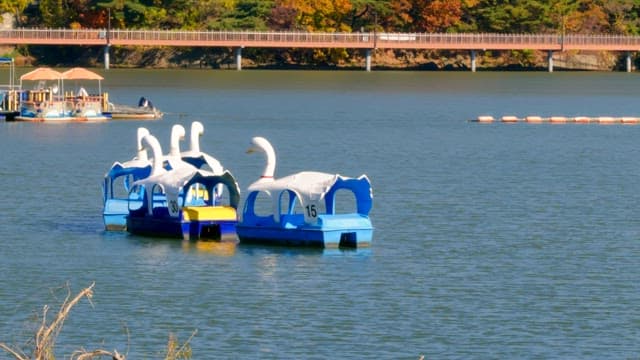 Swan-shaped paddle boats lined up on a quiet lake