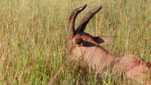 먹잇감을 사냥하는 하이에나들
