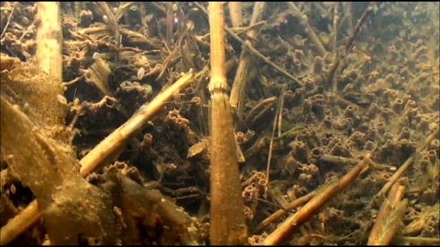 Underwater view of a freshwater habitat