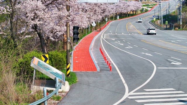 Cherry blossoms lining a quiet road