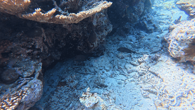 Underwater coral reef with diverse marine life