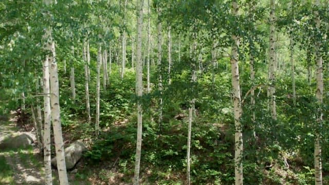 Lush green forest with tall trees