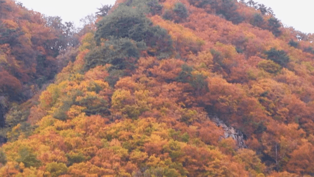 다채로운 가을 단풍의 숲