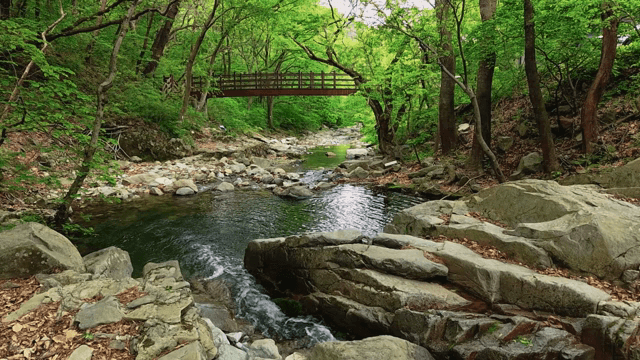 나무 다리가 있는 고요한 숲 속 개울