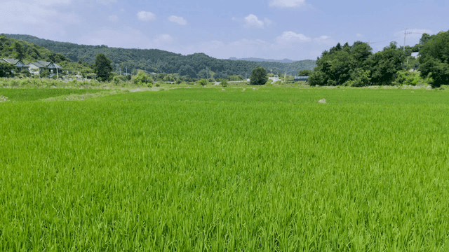 초록 벼들이 넓게 펼쳐진 논